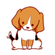 aster